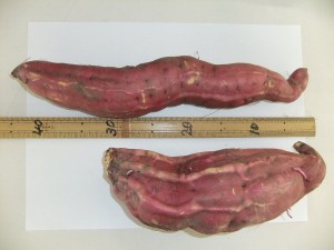 DSCF1750